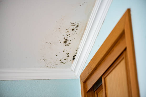 Reliable Mcdonough, GA Mold Removal Solutions