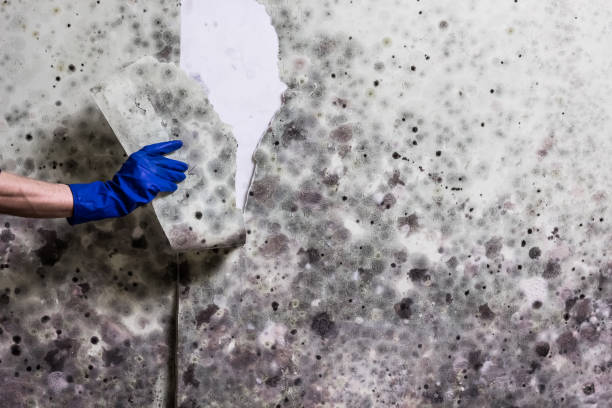 Best Certified Mold Removal  in Mcdonough, GA