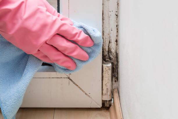 Best Same-Day Mold Removal  in Mcdonough, GA